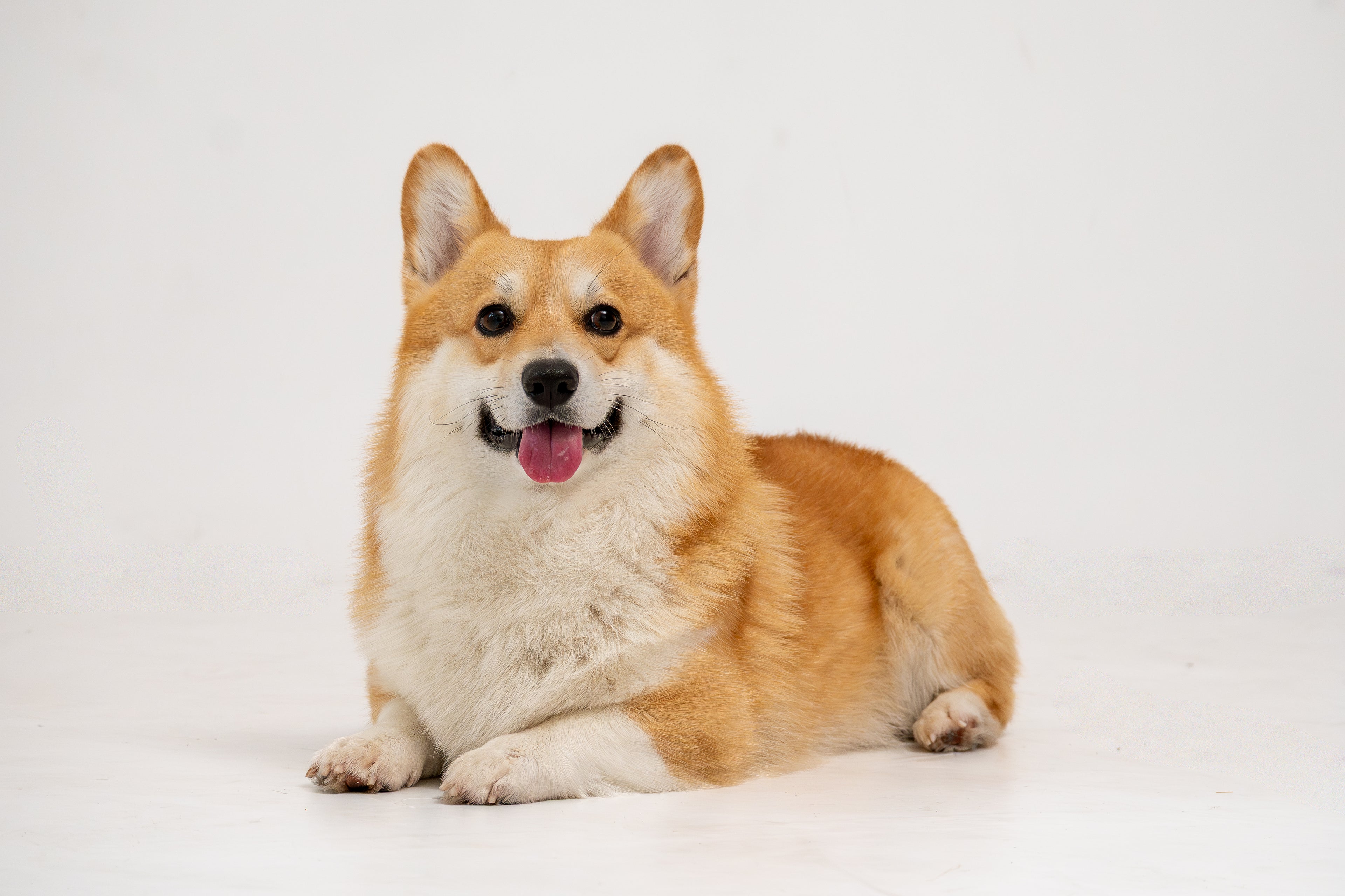 piesek corgi słodki piesek prezenty dla psiarzy