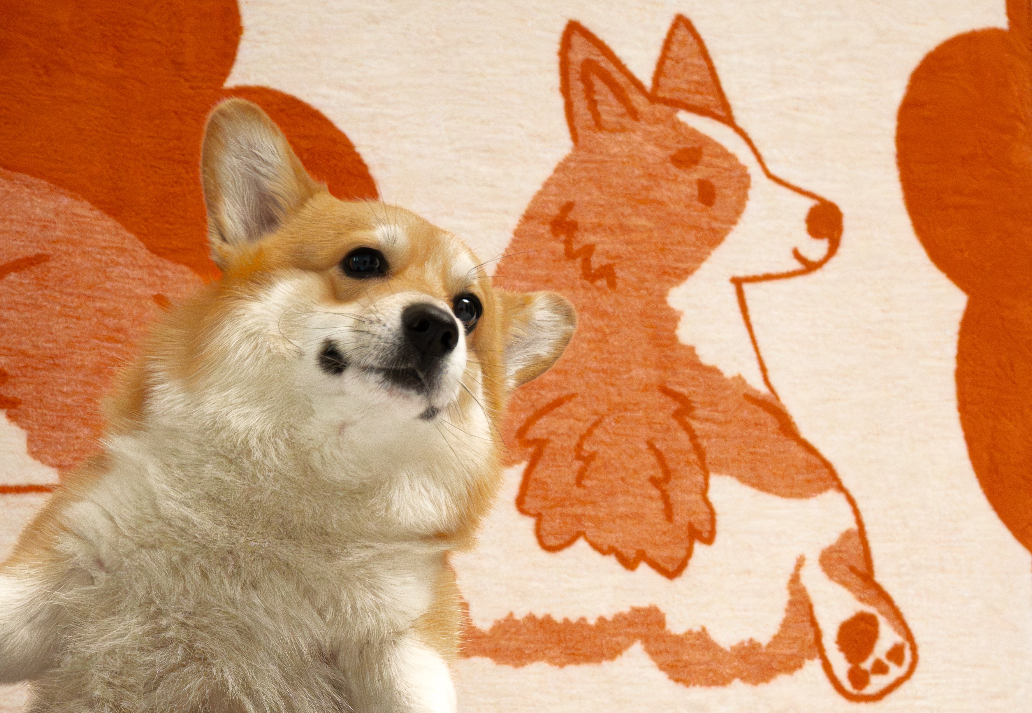 piesek corgi na tle koca koc bawełniany z motywem corgi