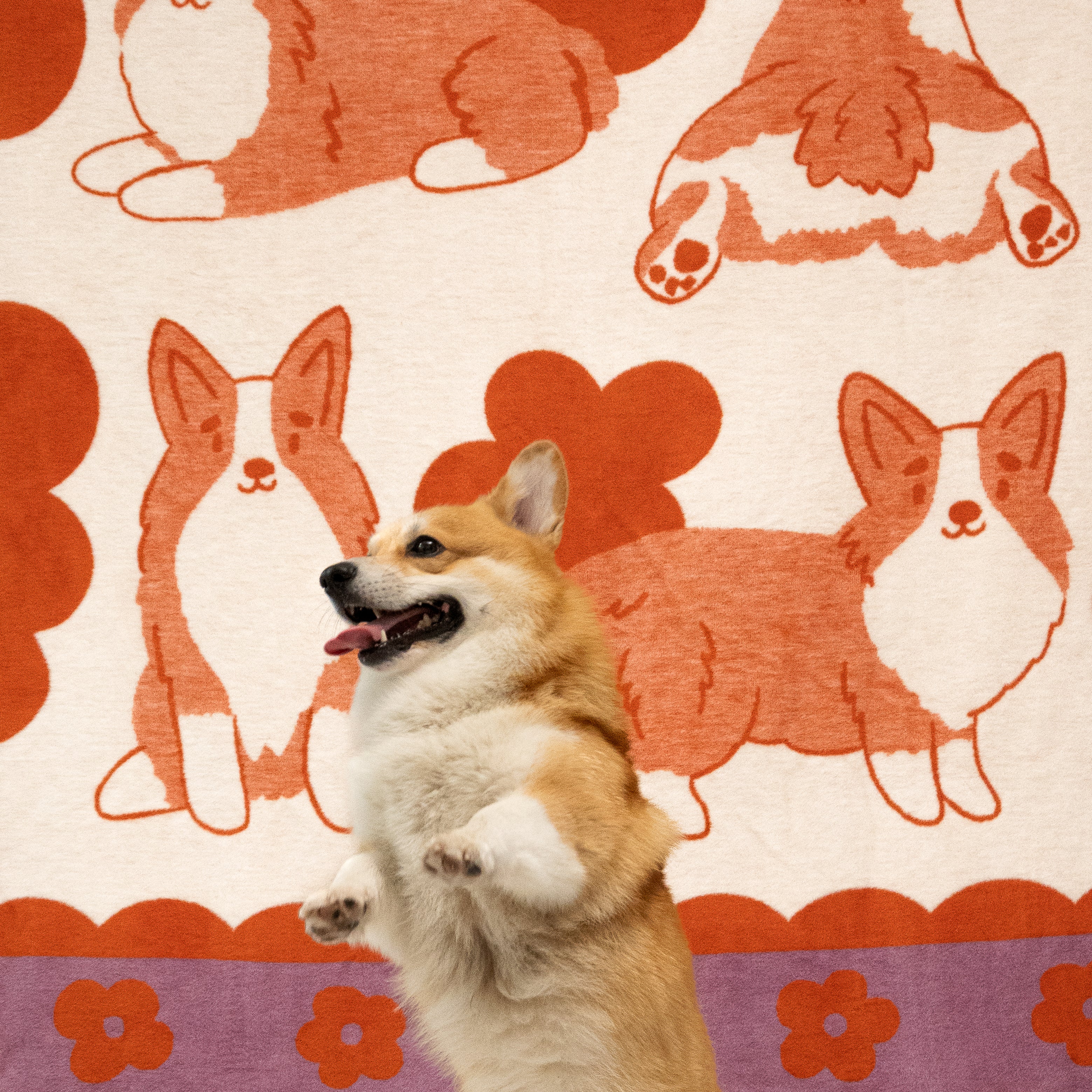 Koc Corgi