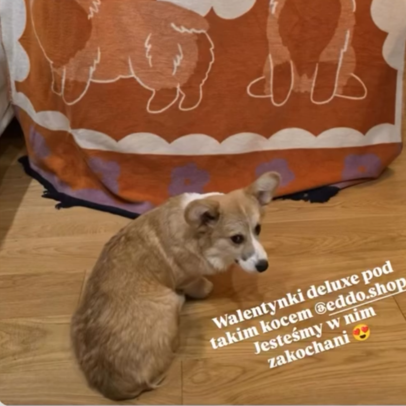 Pies rasy corgi i żakardowy koc eddo na zdjęciu od klienta
