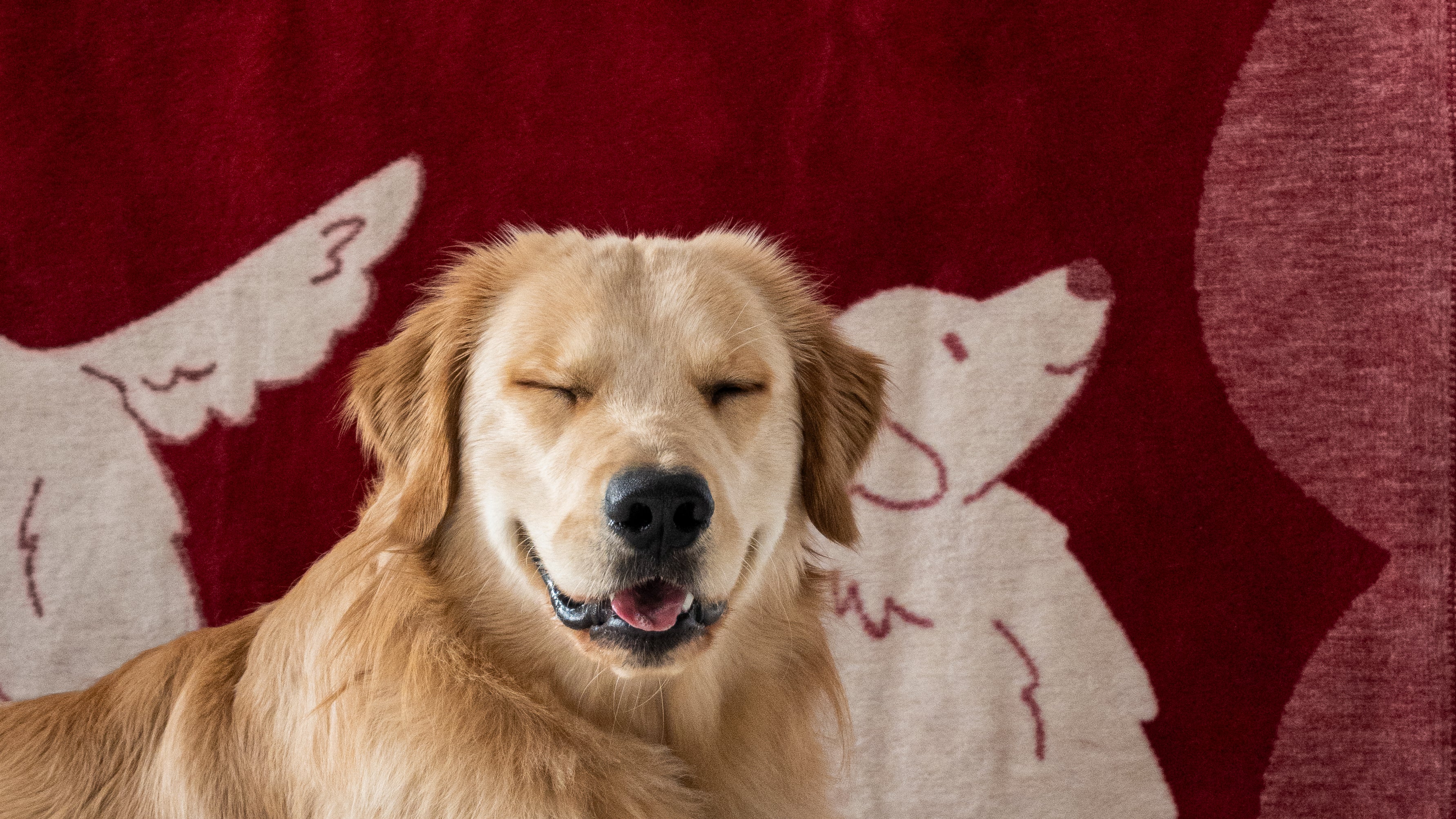 Bawełniany koc żakardowy eddo z motywem golden retrievera