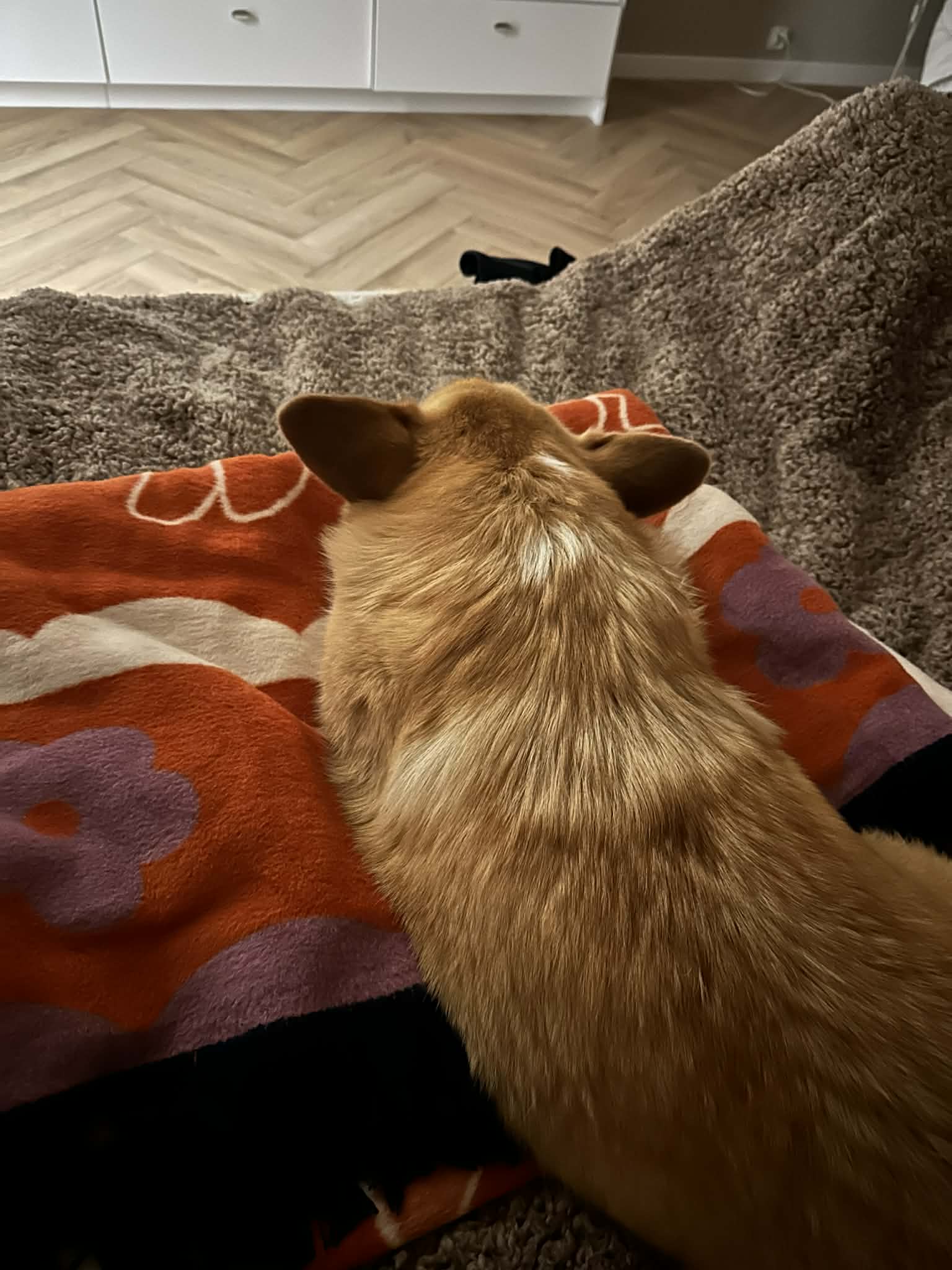 Koc żakardowy eddo z motywem corgi w codziennym użyciu
