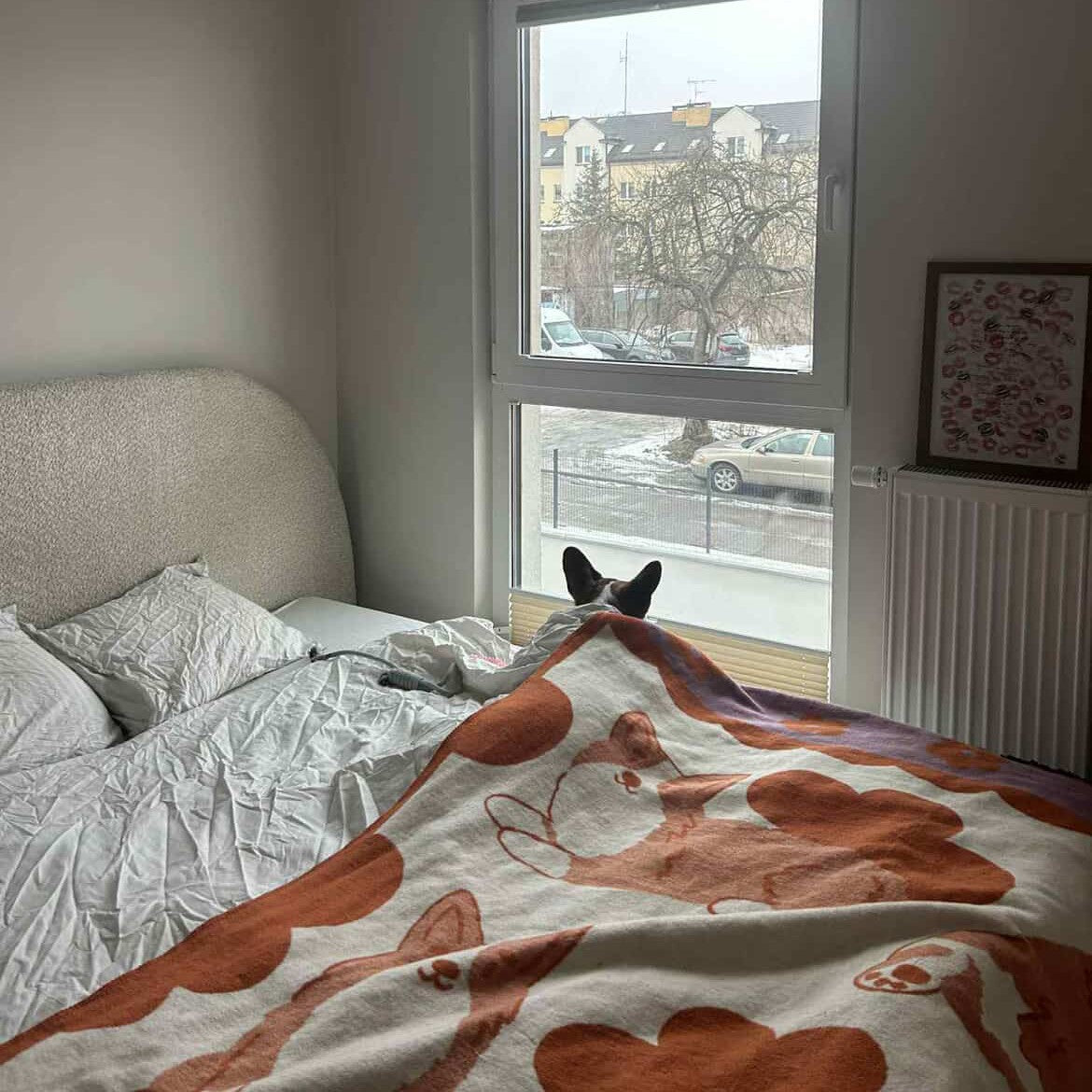 Pies corgi obok żakardowego koca eddo z motywem corgi